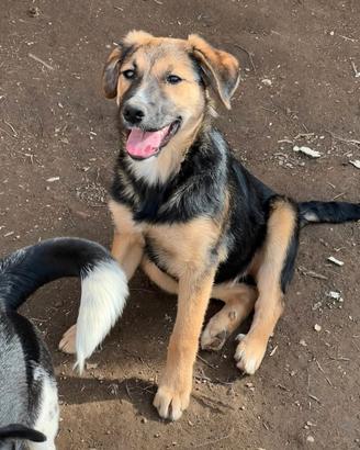 Cucciola in adozione