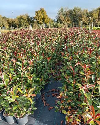 piante di photonia x frasi Red robin