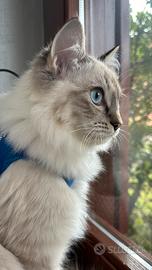 Radgoll per accoppiamento