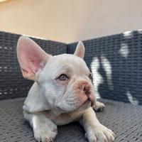Bulldog Francese