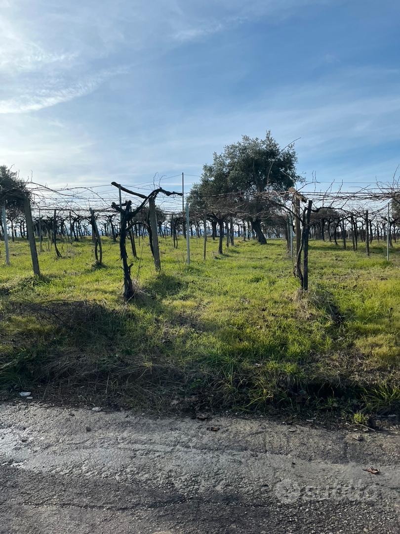 Terreno agricolo - Vista 4