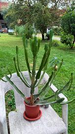 Pianta grassa euphorbia