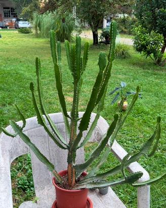 Pianta grassa euphorbia