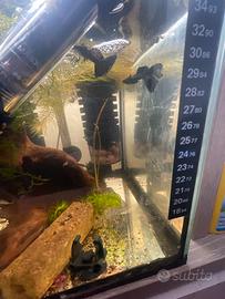 Guppy full black (solo maschi)