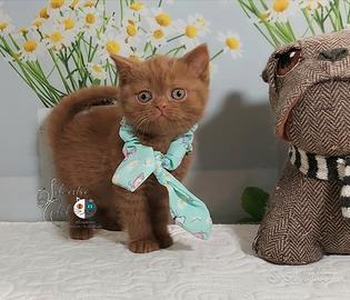 British Shorthair Nikita