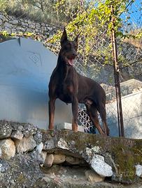 Dobermann per monta