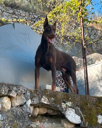 Dobermann per monta