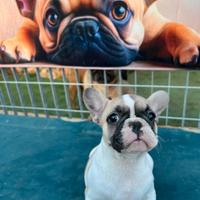 Cucciola bulldog francese, femmine