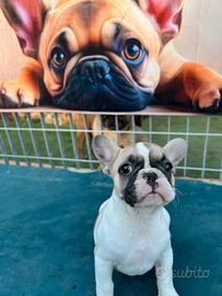 Cucciola bulldog francese, femmine