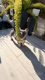 Bulldog francese femminucce