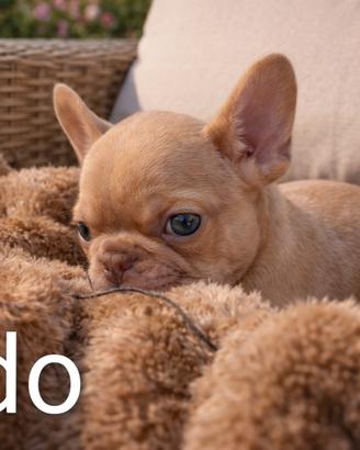 Bulldog Francese Esotico - Cuccioli disponibili