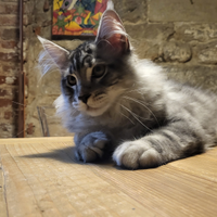 Cuccioli di Maine Coon