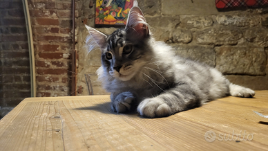 Cuccioli di Maine Coon