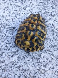 Testudo hermanni maschio fonte C