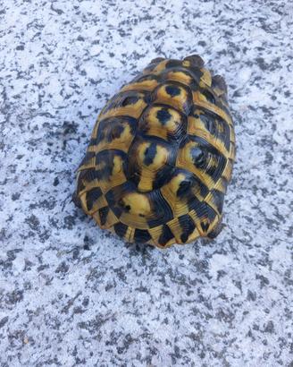 Testudo hermanni maschio fonte C
