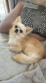 Fidanzata chihuahua