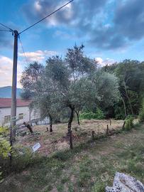 Terreno agricolo