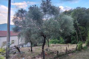 Terreno agricolo