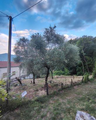 Terreno agricolo