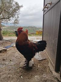 Galline ornamentali