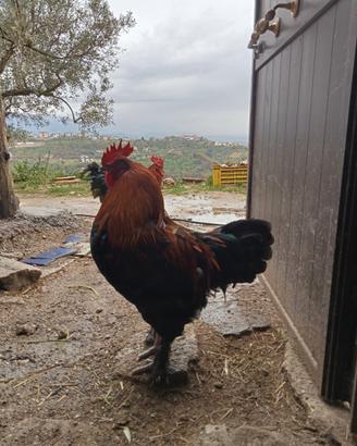 Galline ornamentali