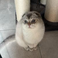 Scottish Fold per monta