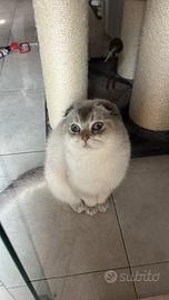 Scottish Fold per monta