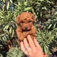 Barboncini mini toy red brown