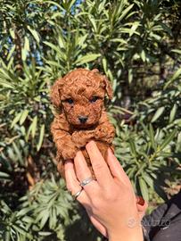 Barboncini mini toy red brown