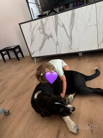 Nala 6 mesi