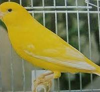 Canarini gialli pluripremiati