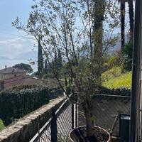 Olivo alto 3 metri, già produce olive.