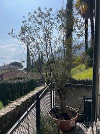 Olivo alto 3 metri, già produce olive.