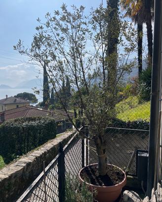 Olivo alto 3 metri, già produce olive.