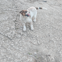 Dono due cuccioli tenerissimi