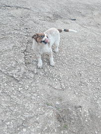 Dono due cuccioli tenerissimi
