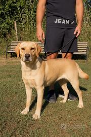 Dolcissima Labrador Miele di 2 anni affido