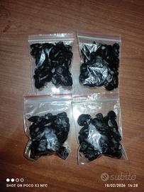 200 semi lilium maritimum  giglio marittimo 