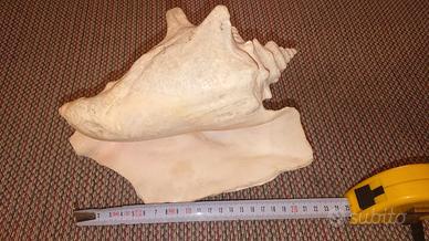 esposizione conchiglia enorme oceanica