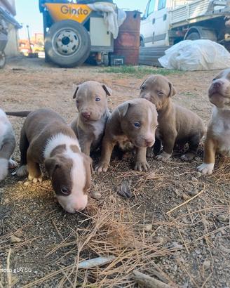 cuccioli di Pitbull 