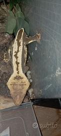 Geco ciliatus