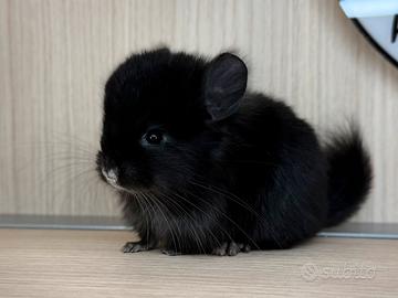 Cincillà cucciolo cucciola Angora