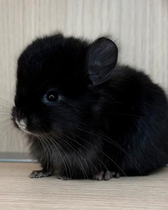 Cincillà cucciolo cucciola Angora
