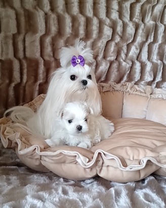 Maltese coreano toy