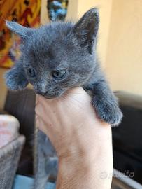 Gattini