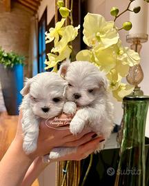 Cuccioli razza maltese