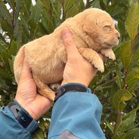 Cuccioli di Golden Retriever