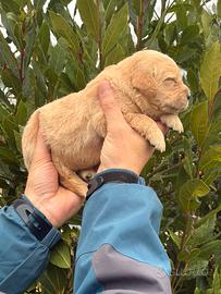 Cuccioli di Golden Retriever