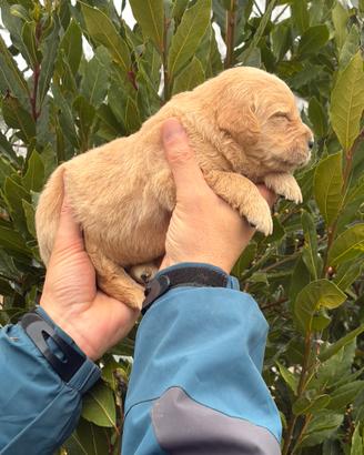 Cuccioli di Golden Retriever