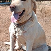 Labrador gold